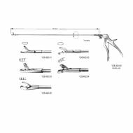 Luer Rectum